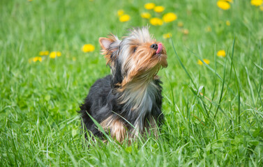 Yorkshire terrier puppy on a green lawn