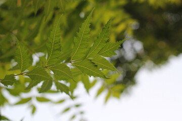 Closeup shot of green neem leaf 