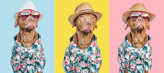Lovable, pretty brown puppy in a Hawaiian shirt. Travel preparation and planning. Close-up,...
