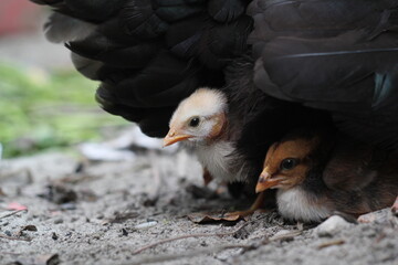 Newborn chicks sitting underneath the mother chicken