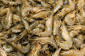 Heap of freshly caught prawns on a market
