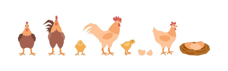 A set of mothers of chickens, a little chics, a roosters dads and a nest of eggs. Village birds. Vector illustration in flat style.