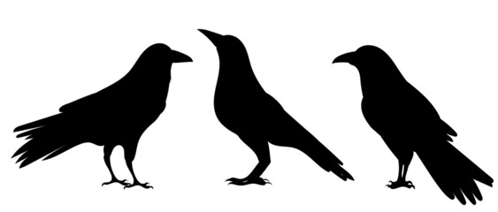 crows black silhouette, on white background