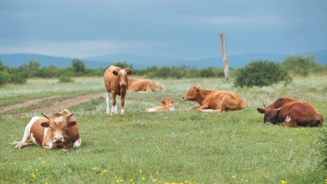 Red cattle resting in the field on an overcast day.