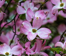Pink flowers on a dogwood tree in the botanical garden Karlsruhe. Germany, Baden Wuerttemberg, Europe