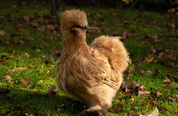 Silkie chicken in autumn background with green grass and colorful leaves