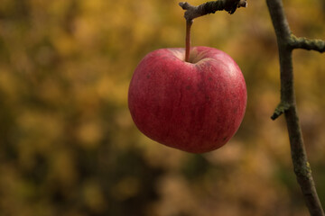 Single red apple close-up with colorful leaves in the background