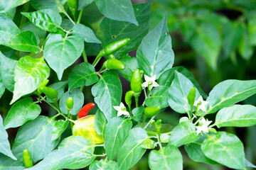 Photo of bunch of chili pepper or bird chili and flowers on a tree. Focus on a red chili. Thai spice concept.