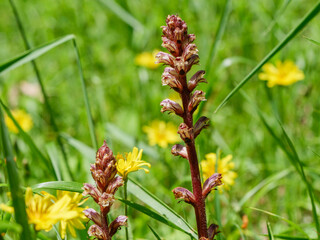 ジシバリに寄生したヤセウツボ