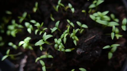 Newly sprouted green parsley seedlings with two small leaves visible in soil - obrazy, fototapety, plakaty