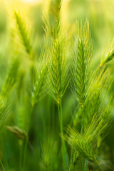 Fresh Morning dew on spring grass closeup