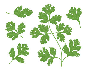 Set of green leaves and coriander branches. Vector illustration isolated on white background. - obrazy, fototapety, plakaty