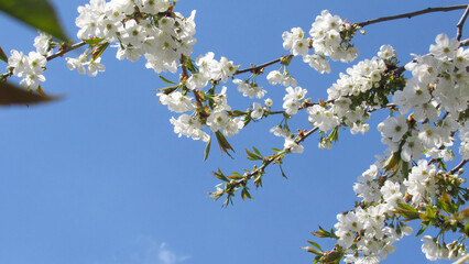 cherry blossom. flowering tree in spring. tree with white flowers on branches. spring wallpaper