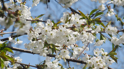 cherry blossom. flowering tree in spring. tree with white flowers on branches. spring wallpaper