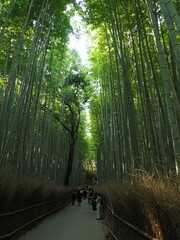 京都　竹林の道