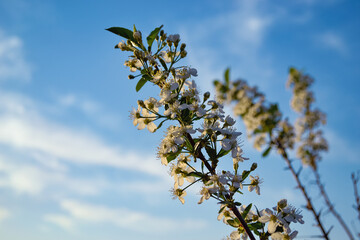 A branch of cherry with white flowers in the rays of the evening sun against the background of clouds and blue sky and other branches