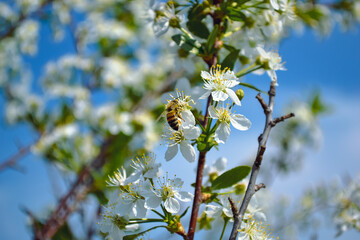 A close-up honey bee pollinates one of the white flowers of a cherry tree against the backdrop of a bright blue sky and other branches of this tree
