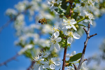A honey bee flies up to pollinate a white cherry flower close-up against the background of other branches of this tree and against the background of a blue sky