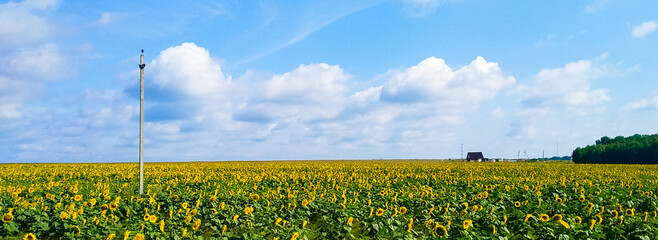 A large field of yellow sunflowers and an electric pole against the background of clouds and a blue sky and a house in the distance