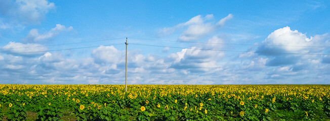 A large field of yellow sunflowers and an electric pole with wires against the background of clouds and a blue sky