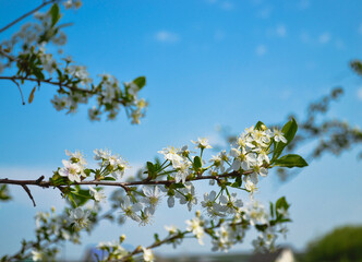 A sprig of cherry blossoms with white blooming flowers and a yellow core against a blue sky and other branches