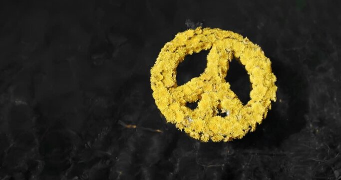 The handmade peace symbol made of yellow dandelion flowers floats on the dirty black water. Peace icon isolated on black background. Save ukraine. Crisis war, help concept.