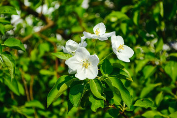 White apple flowers with yellow stamens close-up against a background of bright green leaves