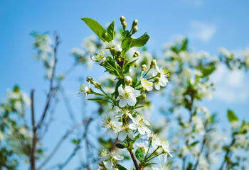 White blooming cherry flowers with yellow stamens and green leaves close-up against the blue sky and other branches