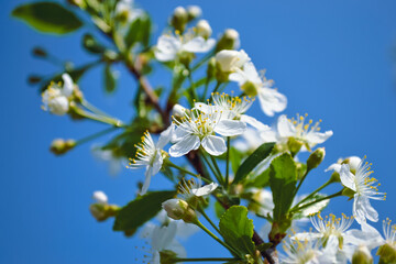 White blooming cherry flowers with yellow stamens and green leaves close-up against the blue sky