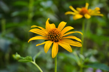 Yellow Heliopsis flower with wide petals close-up against the background of green grass in bokeh