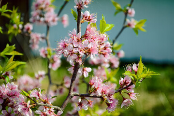Fototapeta na wymiar Young pink plum flowers on branches with green petals close-up
