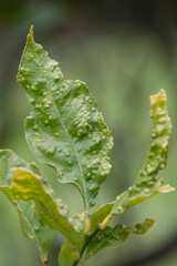V¡vertical image of the leaves of a citrus tree with a disease caused by African citrus psylla. selective focus