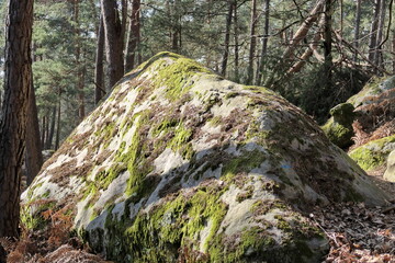 Rochers dans la forêt.