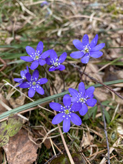 first spring flowers in the forest.