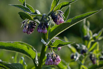 Symphytum officinale or common comfrey early in the morning with dew on the purple flowers and the...