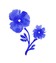 Watercolor bright blue-lilac hydrangea flower-head on white