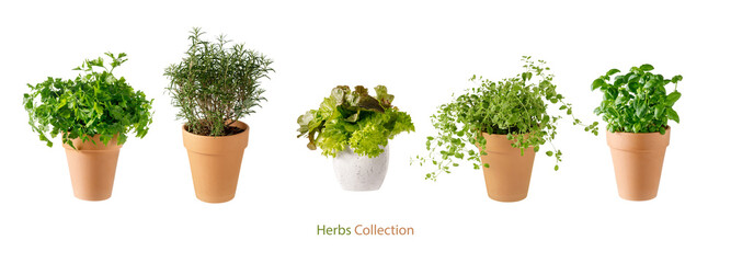 Potted aromatic food herbs collection for garden or home. Basil, rosemary, parsley, oregano, lettuce plants in clay pots isolated