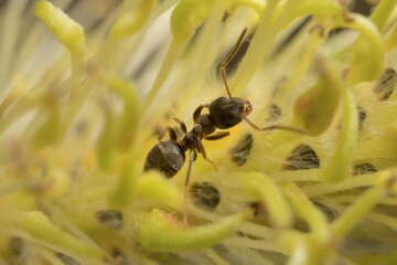 Fototapeta na wymiar Black garden ant on a flower