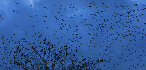 flock of birds silhouette, bottom view