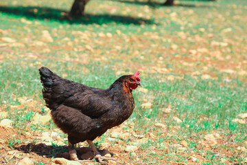 The beautiful chicken in a rural yard. Chickens in the grass in the village against sun photos. Common Chicken. 
Hen on an organic farm. Free-range chicken. Happy Hen.