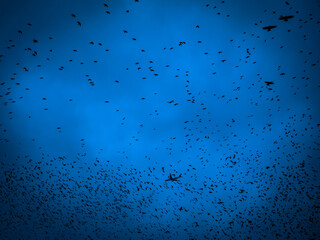 flock of birds silhouette, bottom view