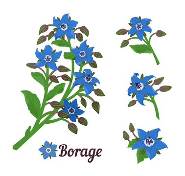Borage or starflower herb. Branches with leaves and flowers. Vector botanical design elements. 