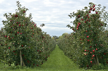 Fototapeta na wymiar Apfelbäume vor der Ernte