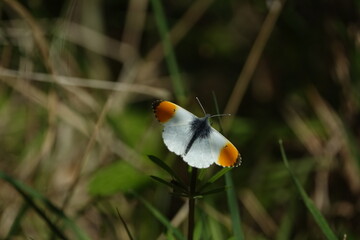 male orange tip butterfly (Anthocharis cardamines)