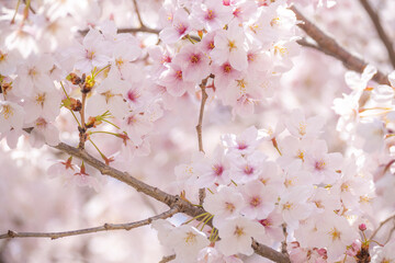 嵐山の桜