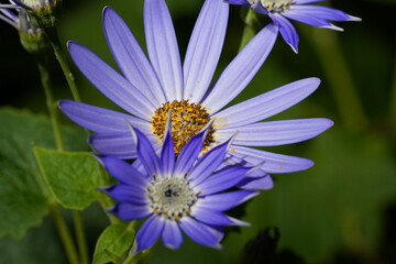 Sky Blue Aster (Aster azureus) |purple and yellow flower