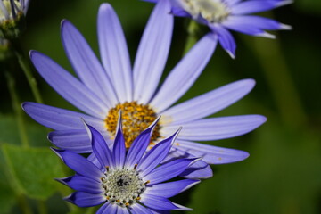 Obraz premium Sky Blue Aster (Aster azureus) |purple and yellow flower