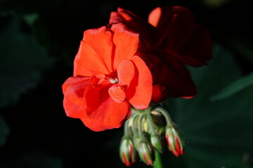 Geranium 'Black Velvet Appleblossom'