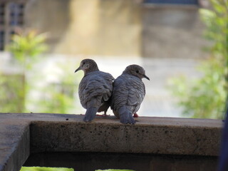 Aves
