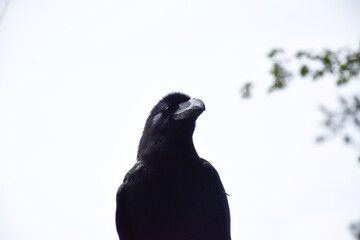 Fototapeta premium crow